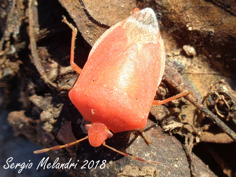 Nezara viridula  variante rossa:   Nezara viridula 